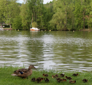 Enten Blüten Idylle