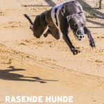 Rauchende Hunde